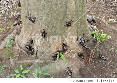 Many rhinoceros beetles gathered on a tree Many rhinoceros beetles gathered on a tree 141563157