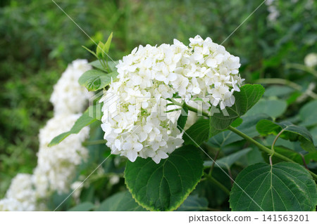 White Hydrangea flowers. Natural blooming bush and botanical garden background. White lush blossoms surrounded by fresh green leaves White Hydrangea flowers. Natural blooming bush and botanical garden background. White lush blossoms surrounded by fresh green leaves 141563201