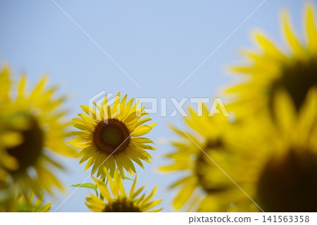 Sunflower shining in the blue sky Sunflower shining in the blue sky 141563358