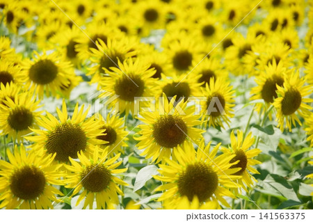 Sunflower field in full bloom Sunflower field in full bloom 141563375