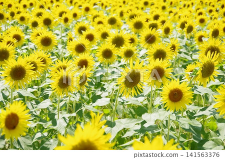 Sunflower field in full bloom Sunflower field in full bloom 141563376