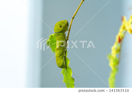 Swallowtail larvae Swallowtail larvae 141563510