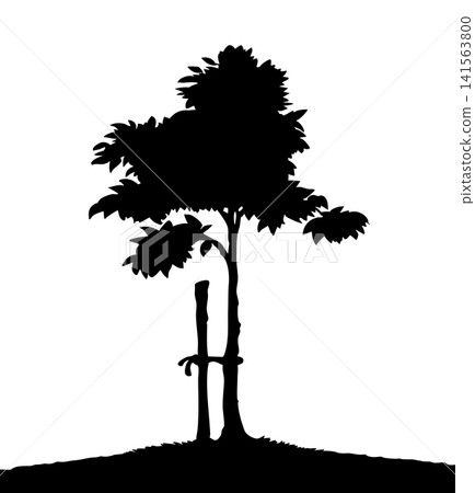 Vector drawing. A tree sapling tied to a stick Vector drawing. A tree sapling tied to a stick 141563800