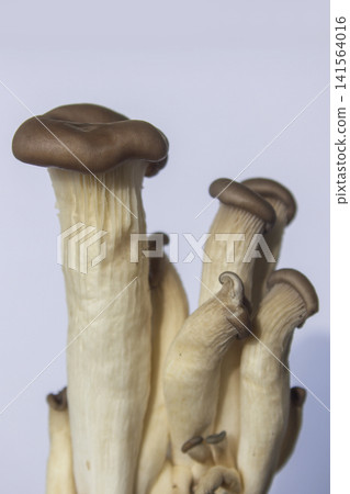 It is an oyster mushroom placed on a white background. 141564016