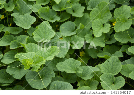 It is a Korean melon leaf in the height of summer. It is a Korean melon leaf in the height of summer. 141564017