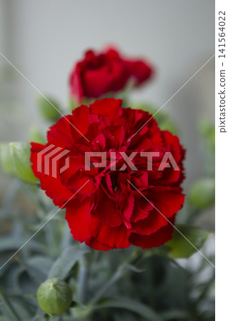 carnation flower . red clove flower . carnation flower . red clove flower . 141564022