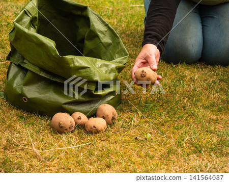 Gardener planting seed potatoes in green grow bag Gardener planting seed potatoes in green grow bag 141564087