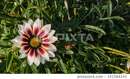 Gazania Gazania 141564241