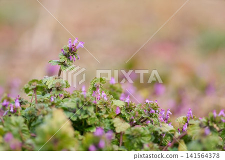 Hotokenosa花 Hotokenosa花 141564378