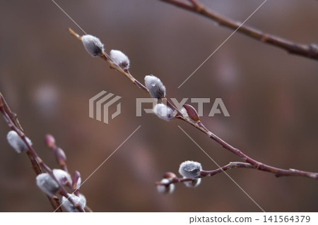 貓科動物的蓓蕾 141564379