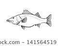 Ara's hand-drawn line art illustration on a white background 141564519