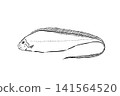 Hand-drawn line art illustration of a ribbonfish on a white background 141564520