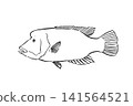 Hand-drawn line art illustration of a Humphead Wrasse on a white background 141564521