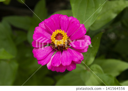 It is a zinnia in full bloom. 141564556