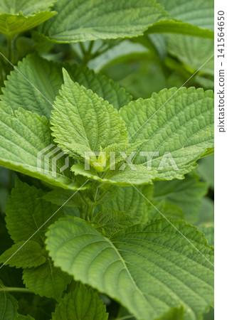 This is a close-up of a perilla leaf. This is a close-up of a perilla leaf. 141564650