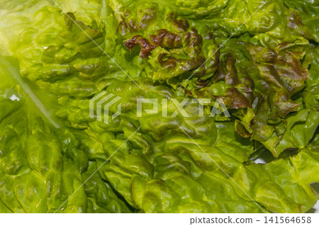 This is a close-up of a red lettuce leaf. This is a close-up of a red lettuce leaf. 141564658