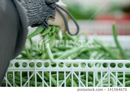 Closeup of hands selecting fresh green beans at a local farmers market, with blurred vegetable crates in the background, representing healthy eating and shopping Closeup of hands selecting fresh green beans at a local farmers market, with blurred vegetable crates in the background, representing healthy eating and shopping 141564678
