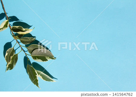 A variegated Benjamin branch placed against a sky-blue background A variegated Benjamin branch placed against a sky-blue background 141564762