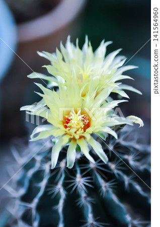 Thelocactus setispinus or Ferocactus hamatacanthus , Miniature Barrel Cactus flower or yellow flower or cactus flower Thelocactus setispinus or Ferocactus hamatacanthus , Miniature Barrel Cactus flower or yellow flower or cactus flower 141564960