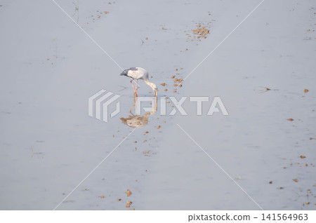 Anastomus oscitans, Asian openbill or Asian Openbill stork or Ciconia boyciana or Oriental stork or bird Anastomus oscitans, Asian openbill or Asian Openbill stork or Ciconia boyciana or Oriental stork or bird 141564963