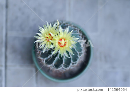 Thelocactus setispinus or Ferocactus hamatacanthus , Miniature Barrel Cactus flower or yellow flower or cactus flower 141564964