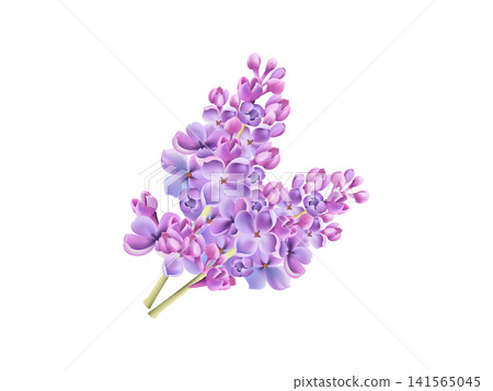Lilac flower illustration for spring theme design 141565045