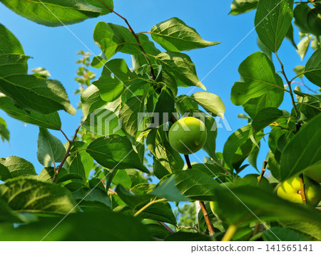 Plums hanging on branches on a farm. Plums hanging on branches on a farm. 141565141