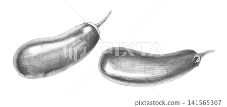 A set of eggplants, drawn in pencil, with realistic shading and play of light. Ideal for restaurant menus, product labels, cookbooks, healthy lifestyle articles, and articles on healthy eating. 141565307