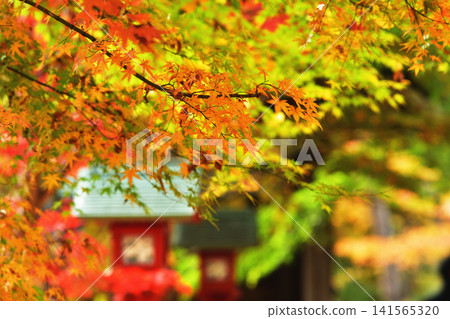 Kasuga lantern and autumn leaves standing in the temple grounds in autumn (Part 2) Kasuga lantern and autumn leaves standing in the temple grounds in autumn (Part 2) 141565320