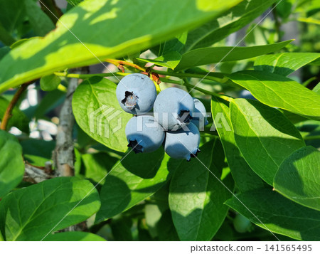 Highbush blueberry plant with fruits Highbush blueberry plant with fruits 141565495