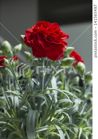 It is a red carnation flowerpot. It is a red carnation flowerpot. 141565497