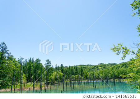 Hokkaido: Japan's most spectacular scenery - Biei's Blue Pond on a clear, sunny day (June 2026) Hokkaido: Japan's most spectacular scenery - Biei's Blue Pond on a clear, sunny day (June 2026) 141565533