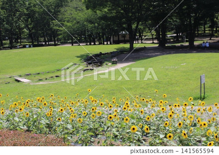 A park with a lawn and sunflowers 141565594