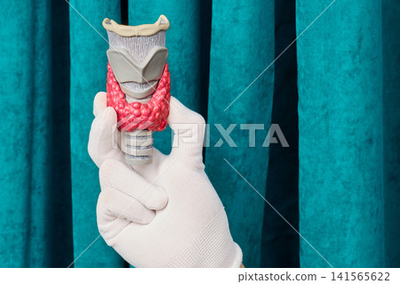Gloved hand holding anatomical model of human thyroid gland and larynx. Professional endocrinology consultation and hypothyroidism diagnostics. Gloved hand holding anatomical model of human thyroid gland and larynx. Professional endocrinology consultation and hypothyroidism diagnostics. 141565622