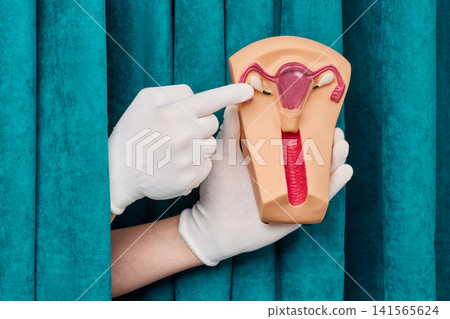 Medical specialist demonstrating fallopian tubes and uterine cervix structure. Innovative gynecology diagnostics and infertility prevention care. Medical specialist demonstrating fallopian tubes and uterine cervix structure. Innovative gynecology diagnostics and infertility prevention care. 141565624