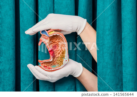 Medical specialist presenting gastric mucosa and esophagus anatomical structure. Comprehensive gastroenterology consultation and heartburn diagnostics. Medical specialist presenting gastric mucosa and esophagus anatomical structure. Comprehensive gastroenterology consultation and heartburn diagnostics. 141565644