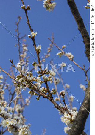 Apricot flower on nature` background 141565664