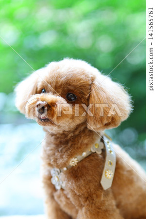 A toy poodle relaxing in a room with large windows. A toy poodle relaxing in a room with large windows. 141565761