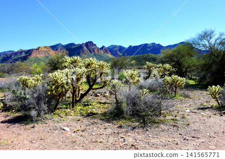 Salt River Recreation Area Arizona Salt River Recreation Area Arizona 141565771