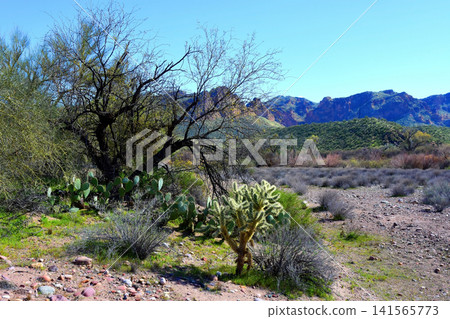 Salt River Recreation Area Arizona Salt River Recreation Area Arizona 141565773
