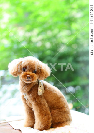A toy poodle relaxing in a room with large windows. A toy poodle relaxing in a room with large windows. 141565831