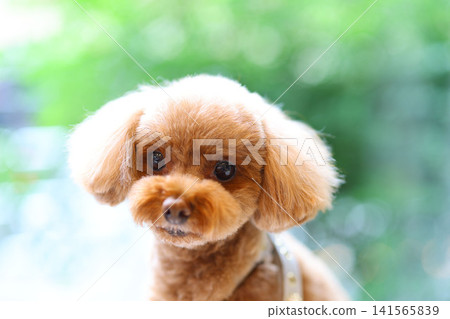 A toy poodle relaxing in a room with large windows. A toy poodle relaxing in a room with large windows. 141565839