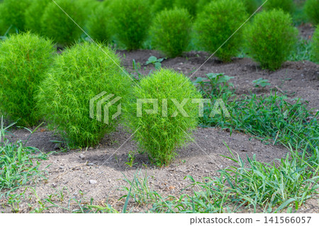 田野裡,圓潤翠綠的地膚植物成排生長,十分美麗。 田野裡,圓潤翠綠的地膚植物成排生長,十分美麗。 141566057