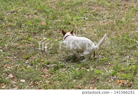 Jack Russell terrier defecating on grassy roadside, illustrating typical canine behavior and pet care requirements. defecation of dog outdoors. Jack Russell terrier defecating on grassy roadside, illustrating typical canine behavior and pet care requirements. defecation of dog outdoors. 141566281