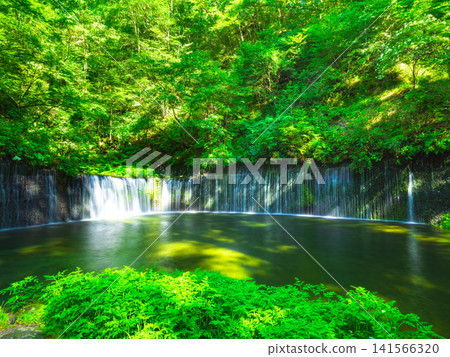 輕井澤Shiraito在夏天落 輕井澤Shiraito在夏天落 141566320