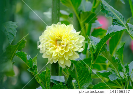 A vibrant yellow dahlia blooming amidst green leaves. A vibrant yellow dahlia blooming amidst green leaves. 141566357
