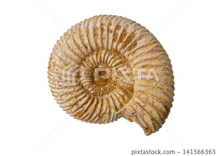 Fossils of ammonites that lived in ancient times Fossils of ammonites that lived in ancient times 141566363