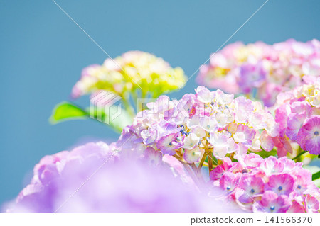 盛開的繡球花在藍天的襯托下格外醒目。 141566370