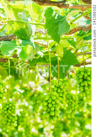 Fresh Shine Muscat grapes before harvest Fresh Shine Muscat grapes before harvest 141566382