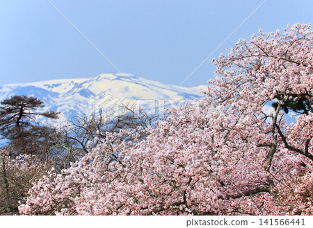 Cherry blossoms and snow-capped mountains at Mikamigamine Park (Sendai City, Miyagi Prefecture) Cherry blossoms and snow-capped mountains at Mikamigamine Park (Sendai City, Miyagi Prefecture) 141566441